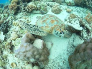 Gili Trawangan Swimming with Turtle & Underwater Statue1