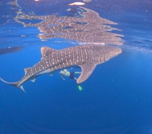 Swimming with Whale Sharks in Sumbawa12